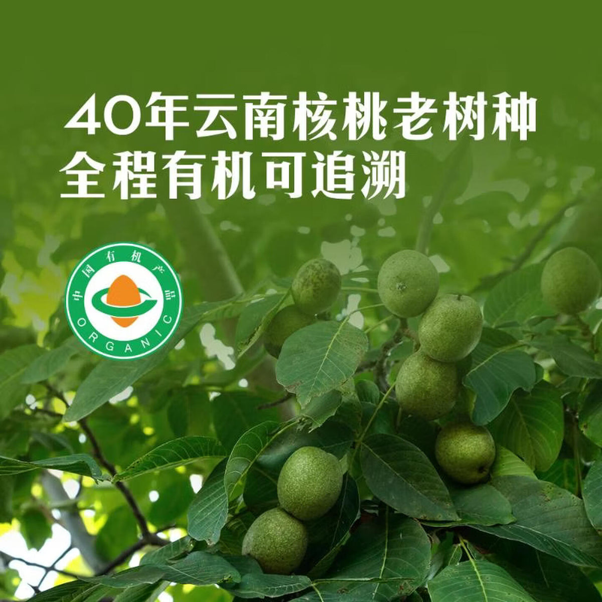 有机云南核桃仁 1千克 1千克